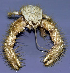 Yeti crab close-up