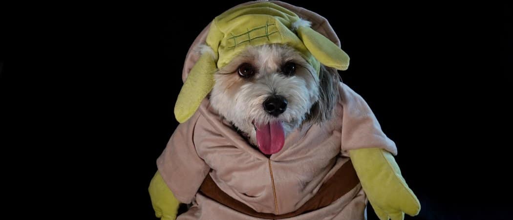 A dog wears a Yoda costume.