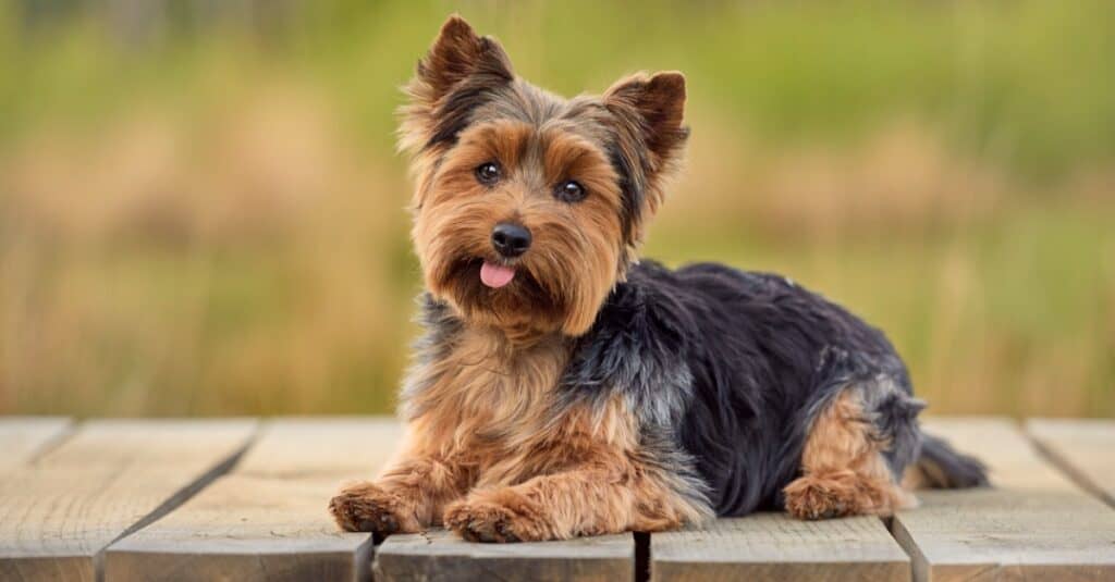 The Top 20 Dog Breeds for Pets in (2022) Yorkshire Terrier