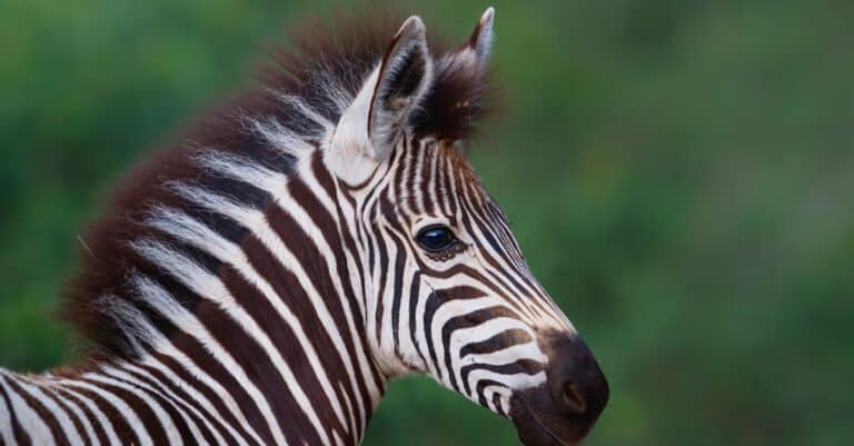 Animals that sweat – zebra