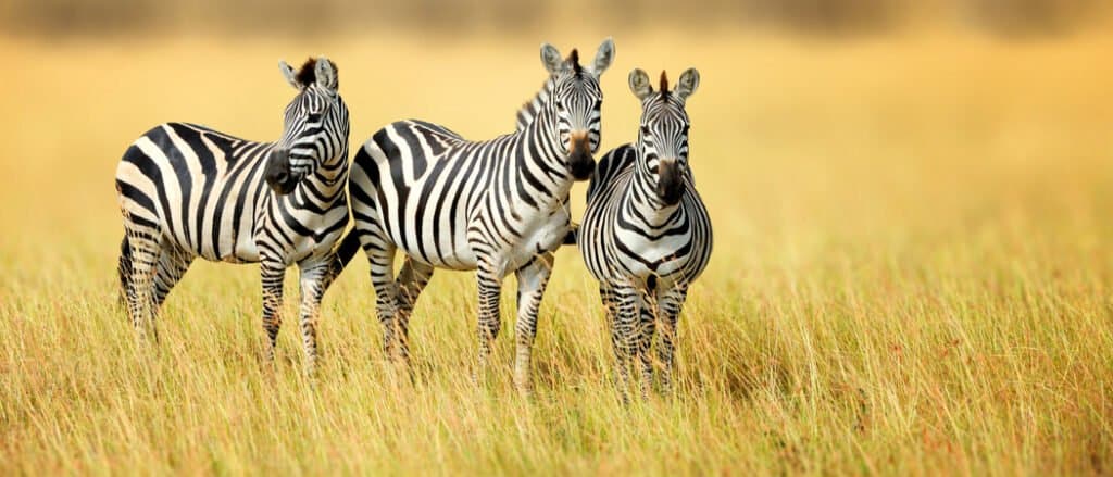 Animal Groups - Zeal of Zebras