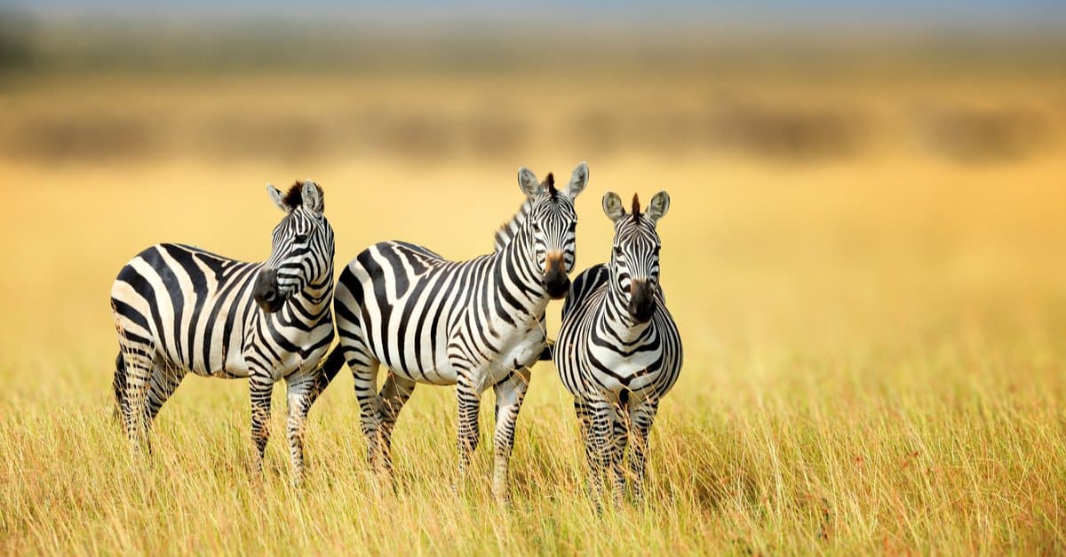 Zebra Animal Facts Equus A Z Animals
