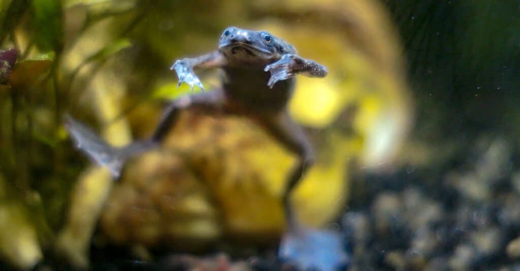 Animals That Molt - African Dwarf Frog