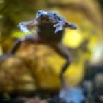 The African dwarf frog can shed its skin in one whole piece.