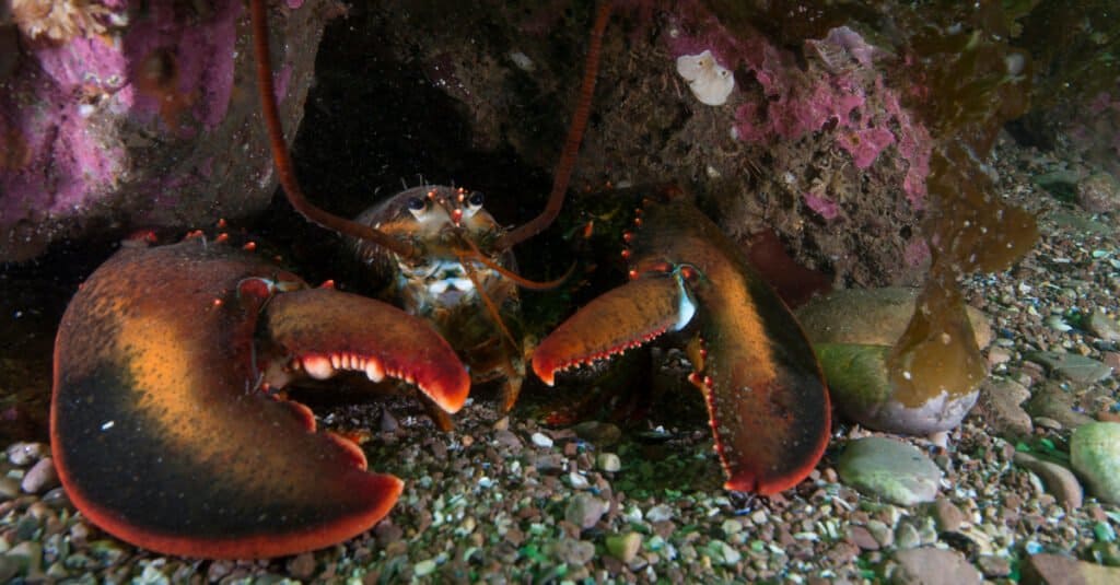 How Many Legs Do Lobsters Have? 5 Interesting Facts About Lobster Legs