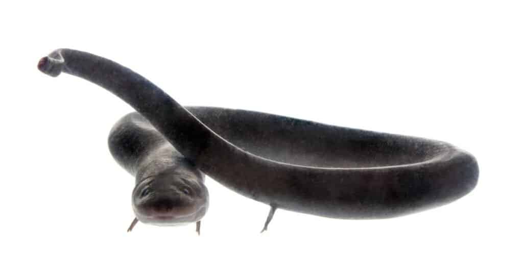 Largest eels - American eel