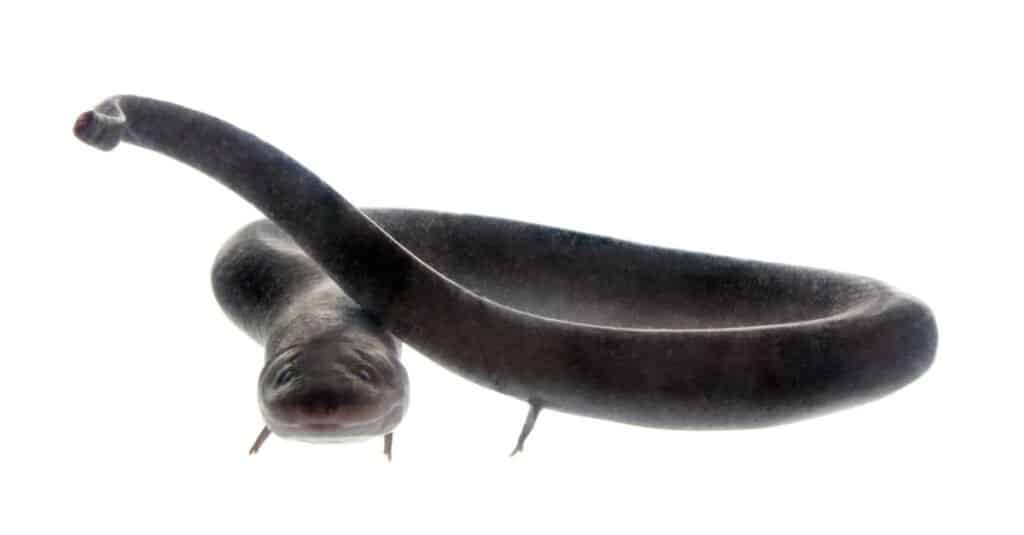 giant conger eel