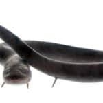 The American eel is the only true eel found in the US and should not be confused with the water snake.