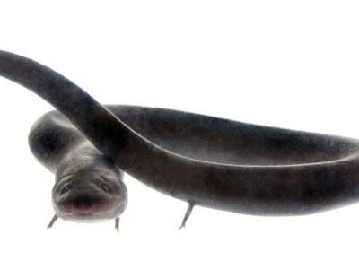 American Eel Picture