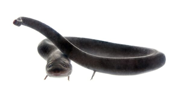 The 10 Largest Eels in the World - A-Z Animals