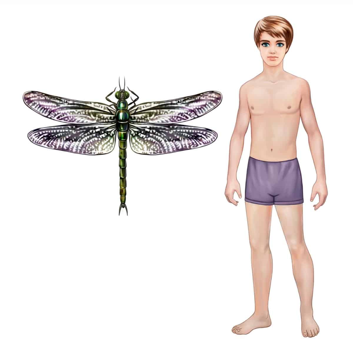 Giant Insects - Ancient Dragonfly
