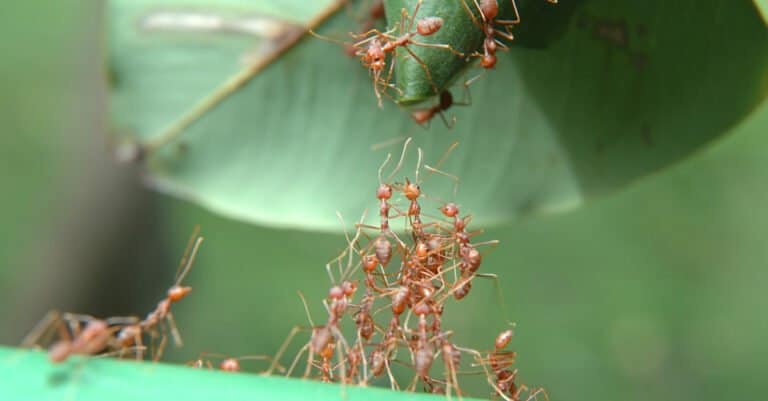 Ants helping each other climb up