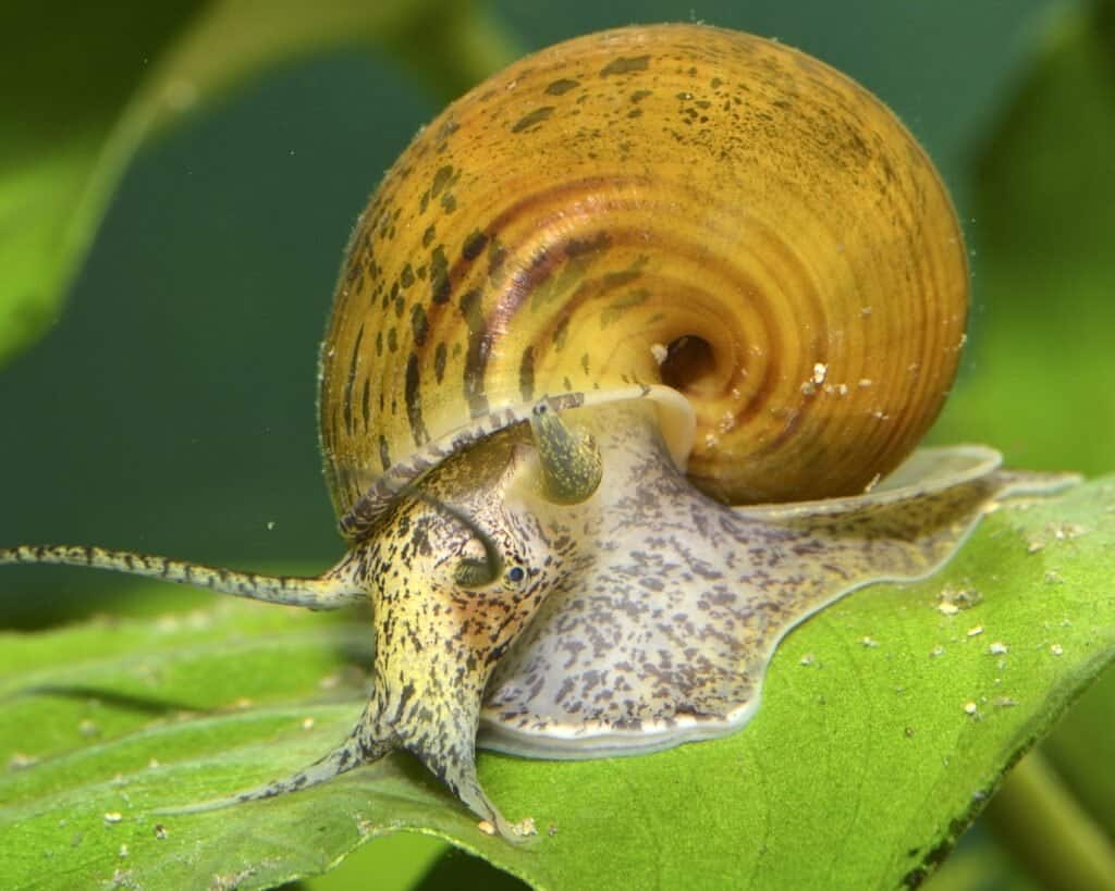 Pet Snails: How To Keep Snails Healthy & Happy