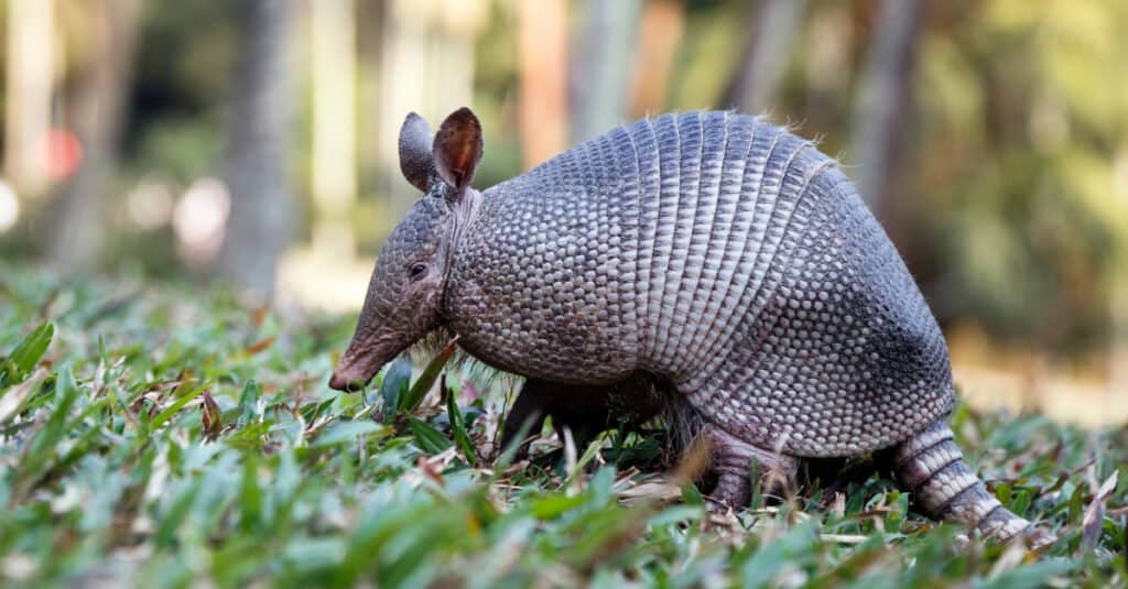 Captive armadillos can live up to thirty years