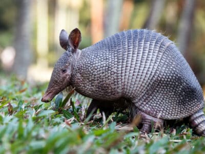 A Armadillo in Florida: Most Common Regions + 3 Problems They Cause