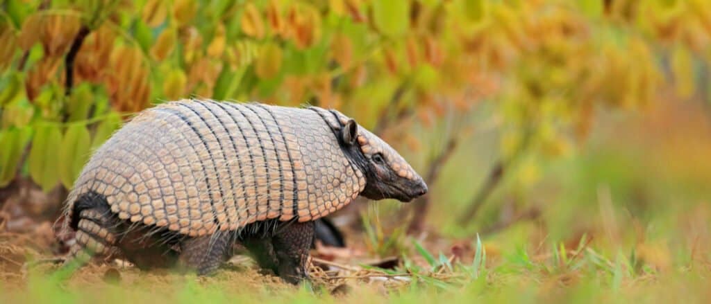 Armadillos cool off in their burrows.