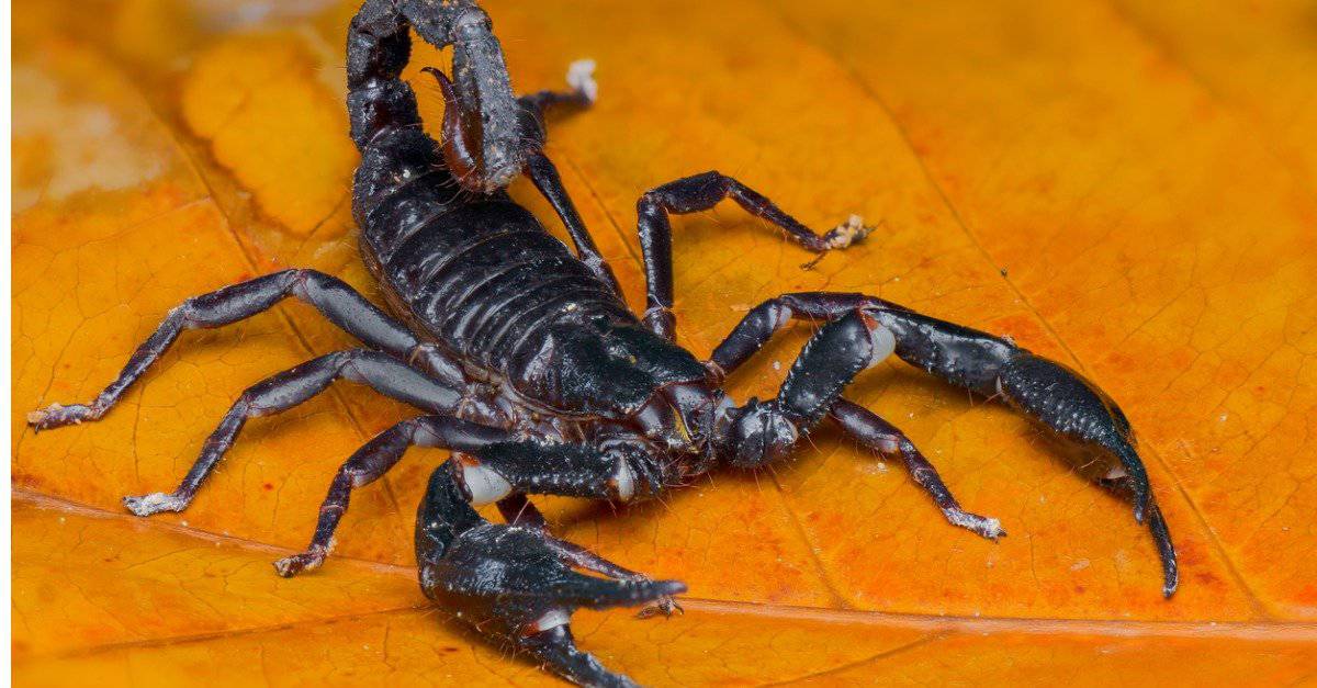 Largest scorpions - Malaysian scorpion