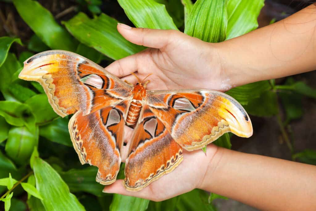 Moths eating your clothes? It's actually their hungry little