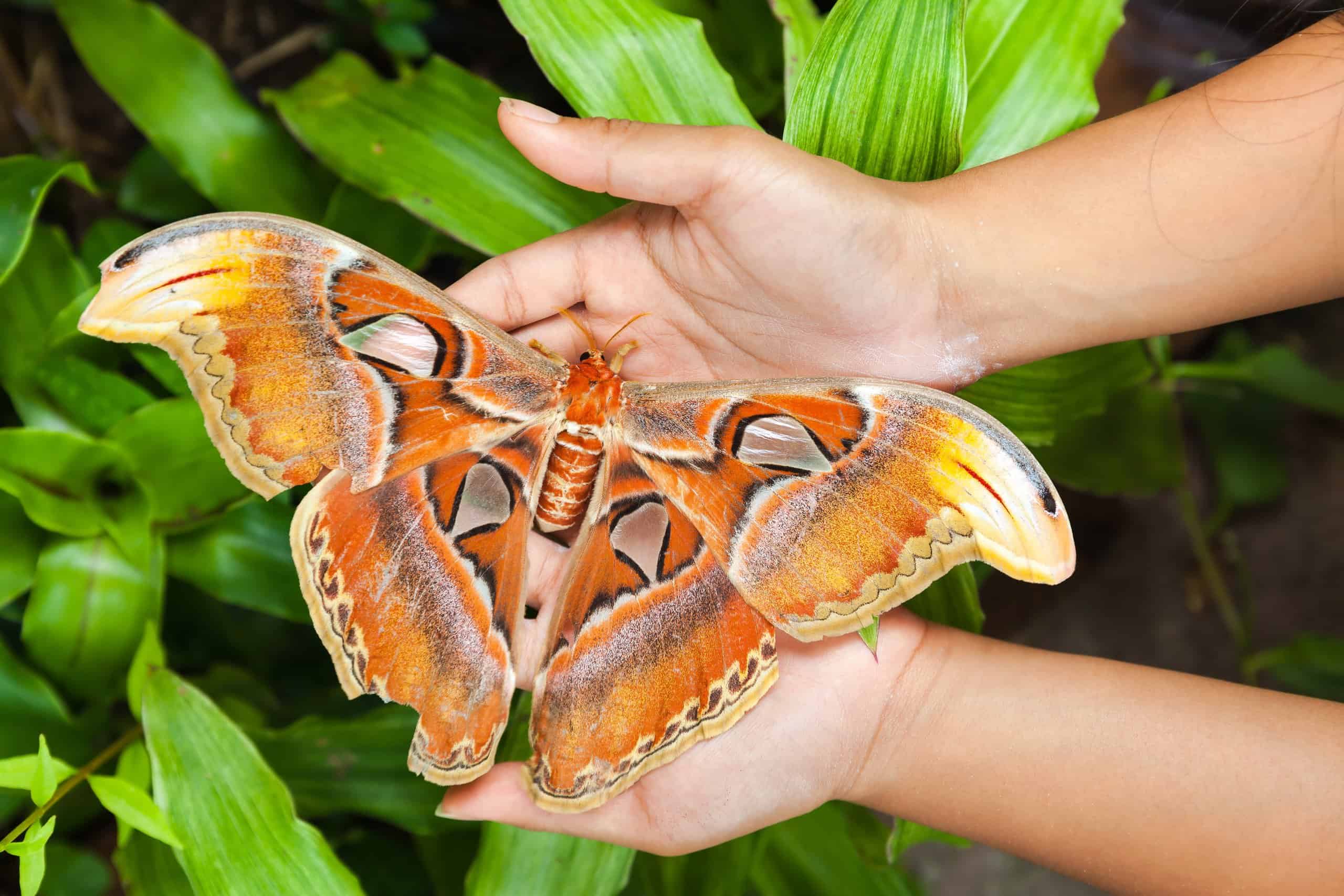 largest moth ever recorded