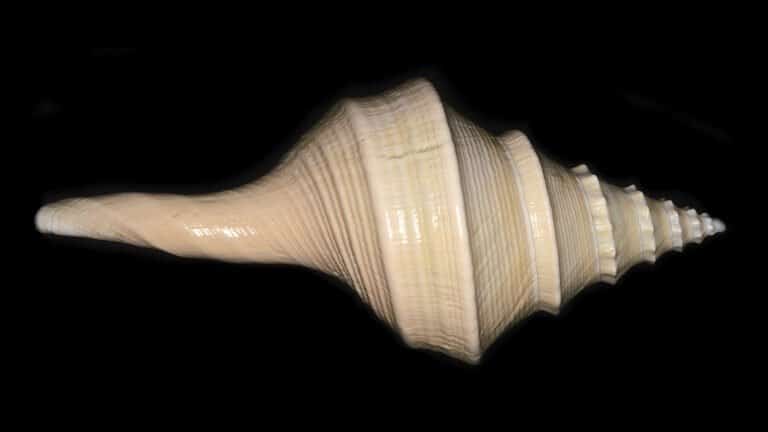 Australian trumpet