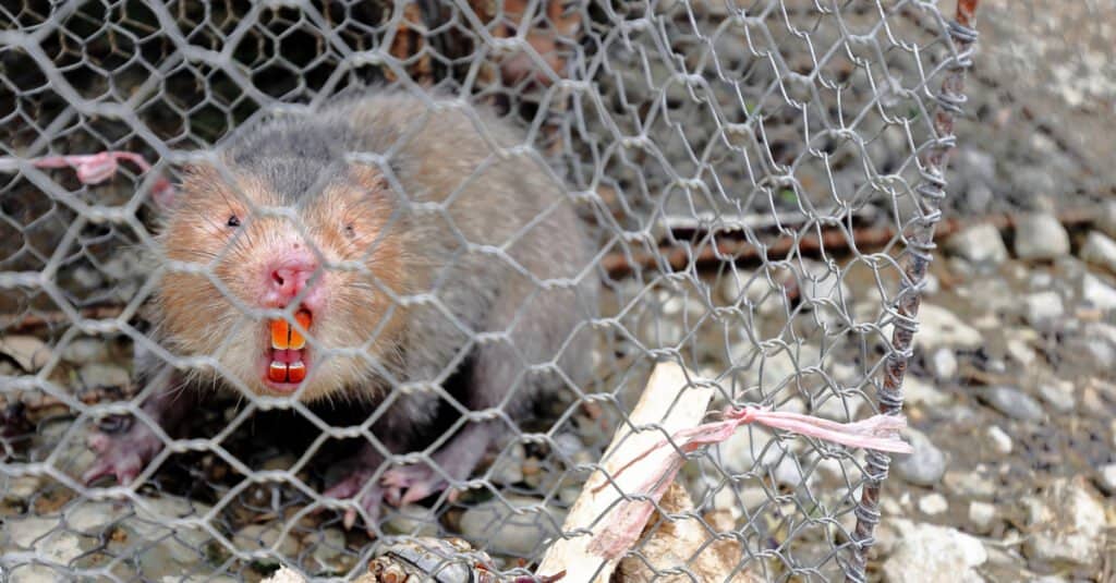 Largest rats - bamboo rat