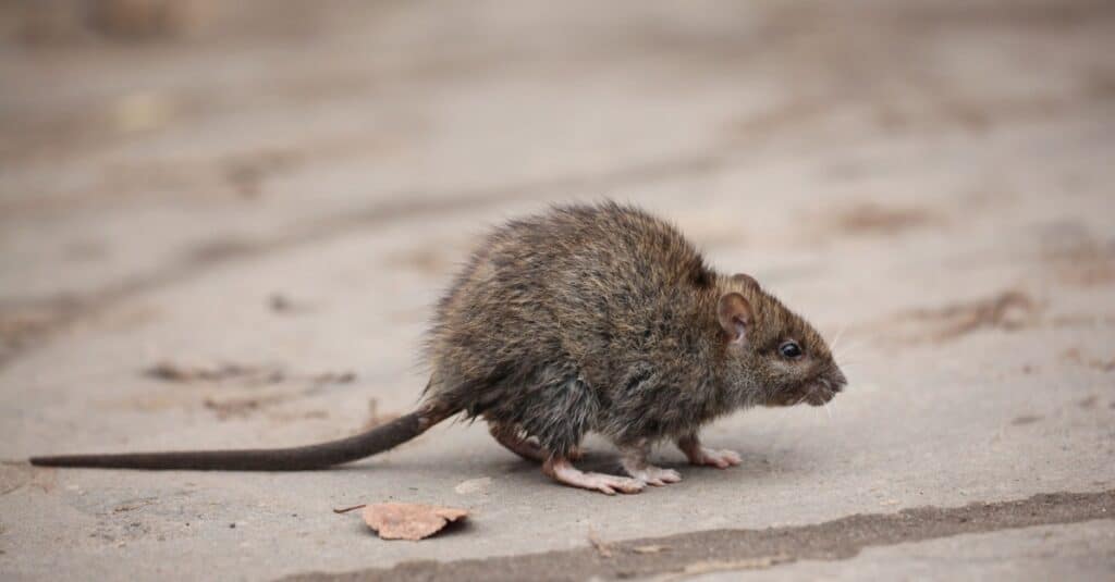 Largest rats - lesser bandicoot rat