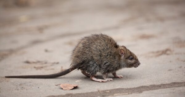 The 10 Largest Rats In The World Imp World