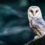 Not only is the barn owl fully nocturnal, but it can also see up to 100 times better than humans in the dark. 