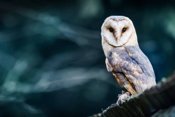 Not only is the barn owl fully nocturnal, but it can also see up to 100 times better than humans in the dark. 