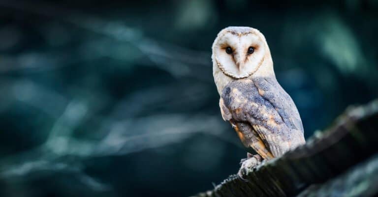 Animals That Stay Up All Night - Barn Owl
