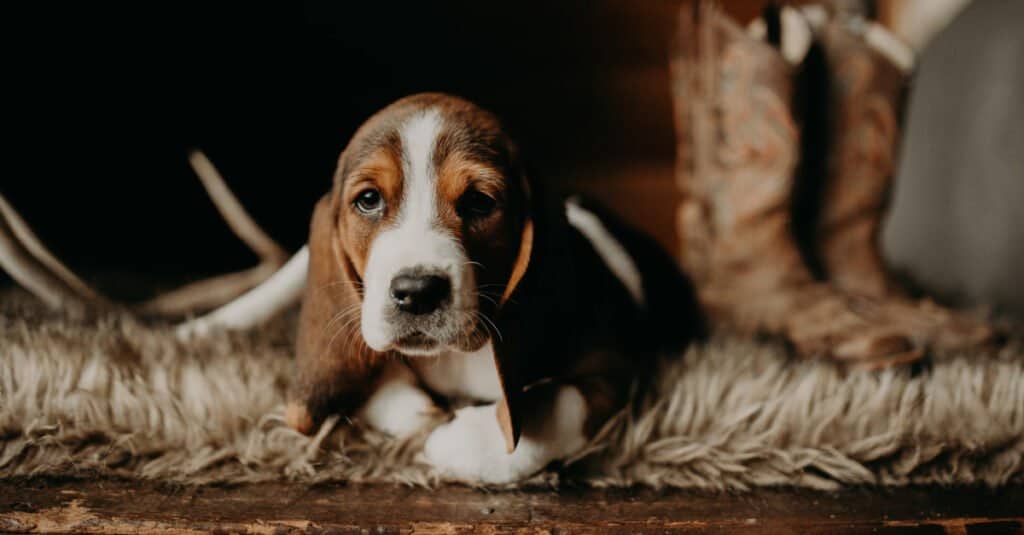 Calmest dog - basset hound puppy