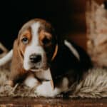 Bassett hounds make for a great family pet because of their demeanor with children. 