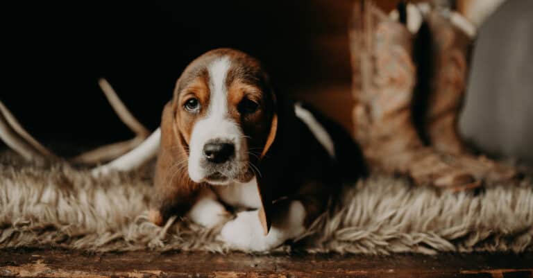Calmest dog - basset hound puppy