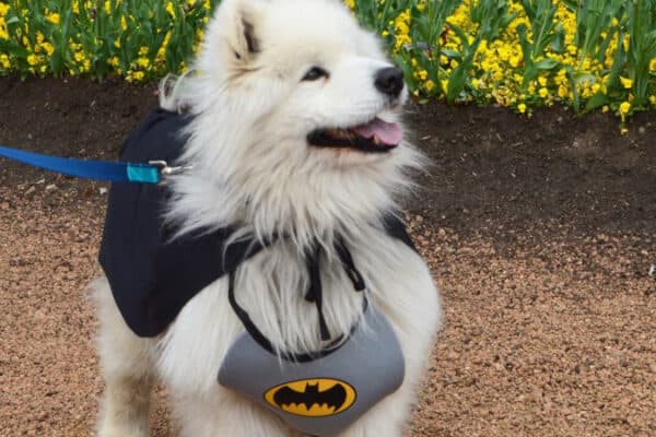 Choose a dog costume made from comfortable, breathable materials that are safe and durable.