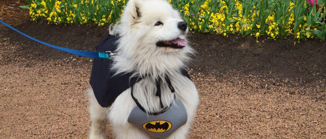 Batman dog costume