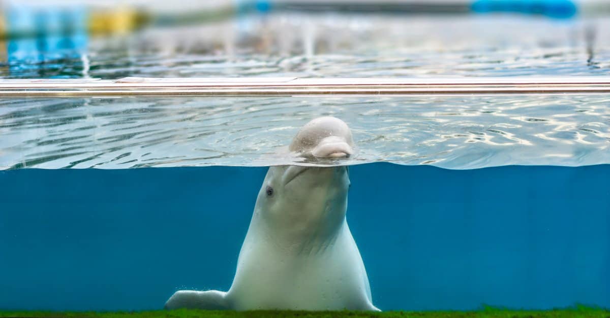 What Do Beluga Whales Eat? - A-Z Animals