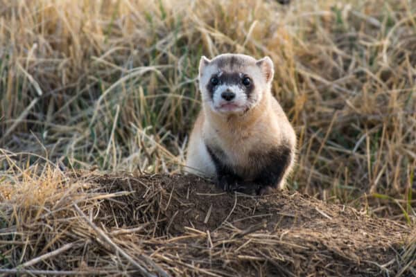 Black-footed ferrets use the tunnels made by prairie dogs to hunt their prey. 
