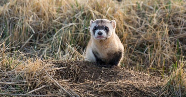Animals That Stay Up All night - Black footed Ferret