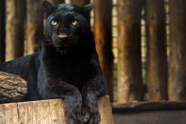 The panther gets its coloring from the result of melanism in the jaguar and leopard. 