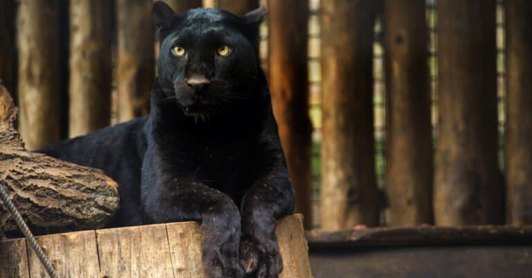 Black panther - perched on a stoop