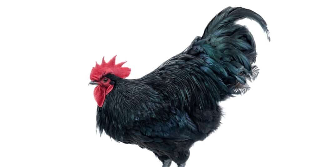 Largest chicken - Australorp