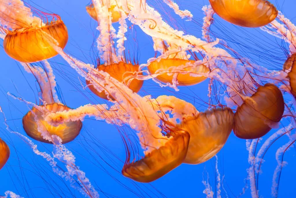 Largest jellyfish - black sea nettle 