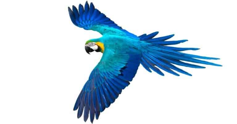 Largest Parrots - Blue and Yellow Macaw