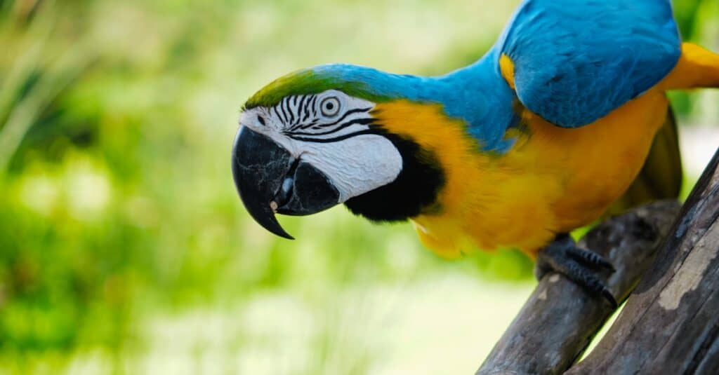 Largest Parrots - Blue-Throated Macaw