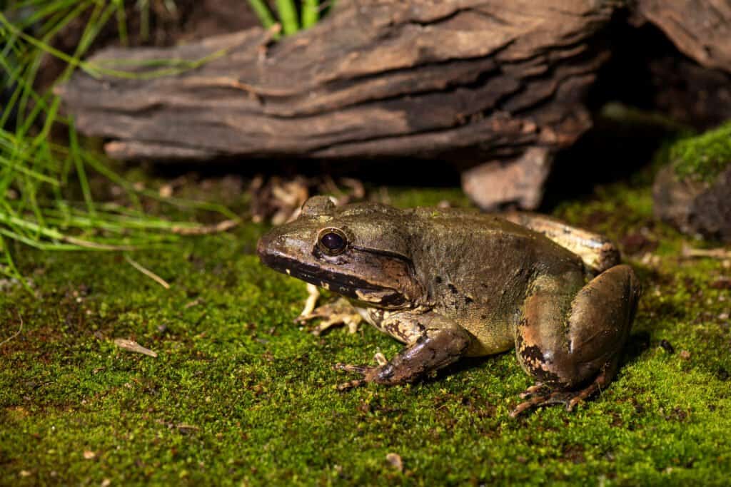 Blyth's river frog