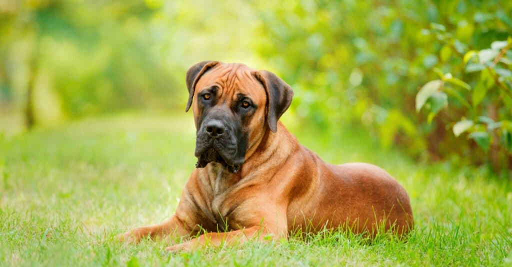 Calmest dog - boerboel resting in the grass