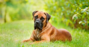 Boerboel vs. Cane Corso: What’s The Difference? Picture