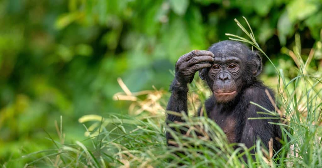 Bonobo holding its head