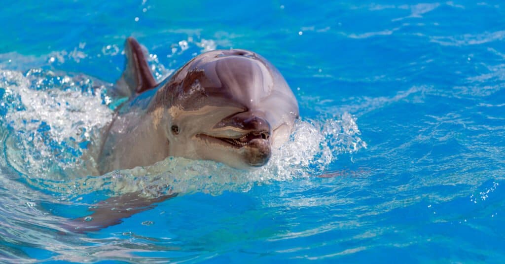 Bottlenose dolphin smiling at the camera