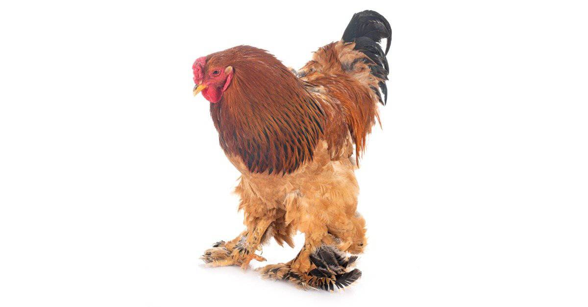 Brahma Chicken Stock Photo - Download Image Now - Brahma Chicken,  Agriculture, Animal - iStock